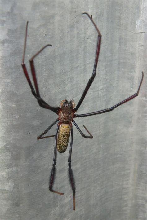 Hairy Golden Orb Weaving Spider From Dukem Ethiopia On July 30 2018