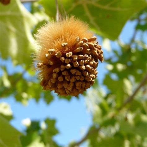 Sycamore Tree For Sale - 1-2ft Bareroot Organic Seedling