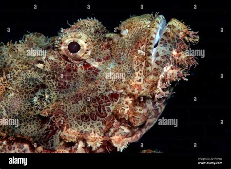 Painted Scorpionfish Hi Res Stock Photography And Images Alamy