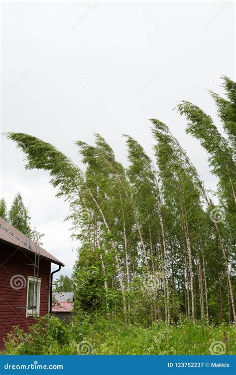 Birch Bending Under The Weight Of Frosted Branches Royalty Free Stock