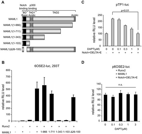 Maml Enhances Runx Activity In A Notch Independent Manner In