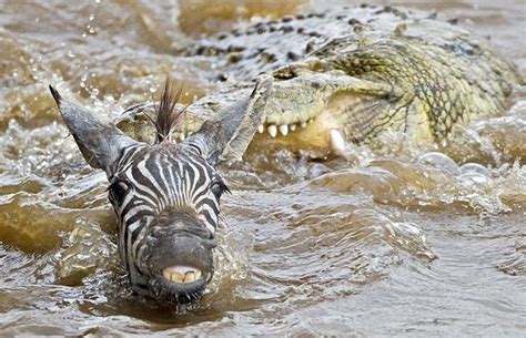 Crocodiles attack Zebra and Wildebeast as they cross river | Animals ...