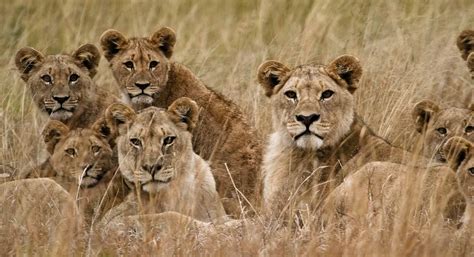 lion pride facts  nicholas bruny blog
