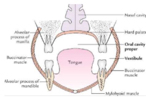 29. The Anatomy, and Histology of the Oral Cavity Flashcards | Quizlet