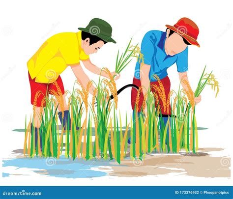 Farmer Harvest Rice In Paddy Field Stock Vector Illustration Of Ripe