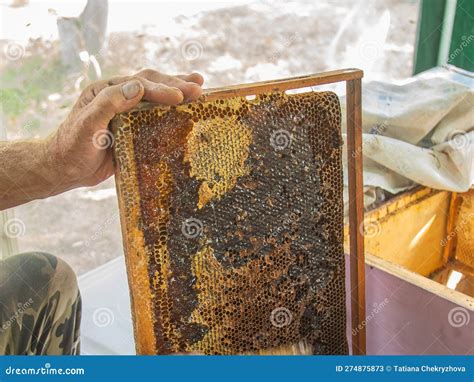 Beekeeper Cuts Off the Wax from Honeycomb Frame. Production of Fresh Honey and Tool for ...