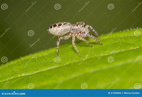 Jumping Spider stock photo. Image of botanical, morning - 31309866