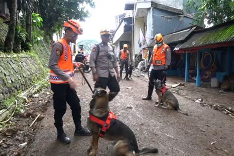 Anjing Pelacak K Diterjunkan Cari Korban Longsor Di Cijedil Antara News