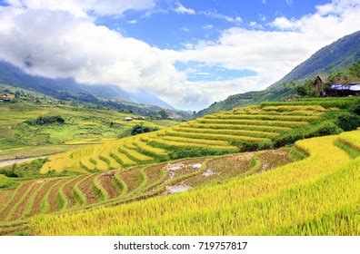 Terraced Rice Field Sapa Vietnam Terraced Stock Photo