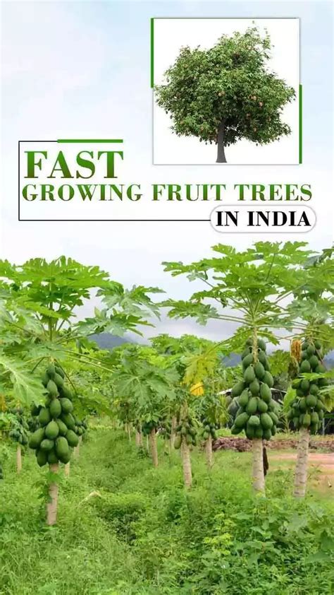 Top Fastest Growing Fruit Trees In India