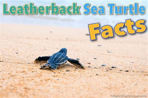 Leatherback Sea Turtle Facts For Kids | Kids Matttroy