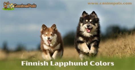 Finnish Lapphund Colors - Everything You Need to Know - Canine Pals