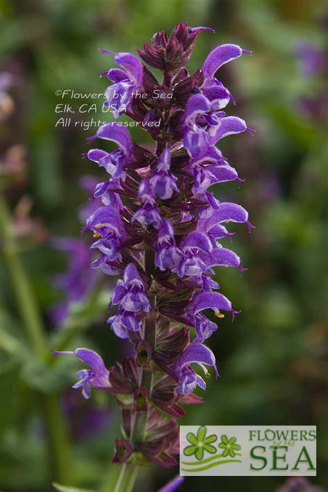 Salvia Nemorosa Lyrical Silvertone Lyrical Silvertone Meadow Sage