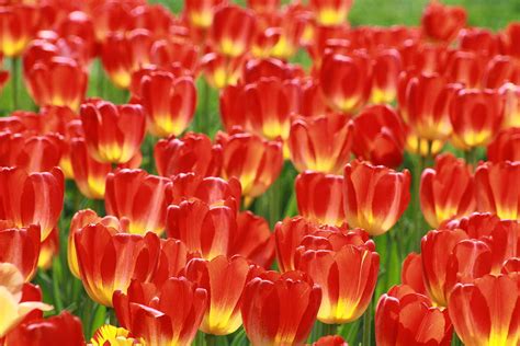 Tiptoe Through The Tulips Photograph By Michael Perry Fine Art America