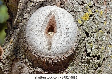 Branch Cut Tree Imitating Vulva Vagina Vegetable Images Photos Et