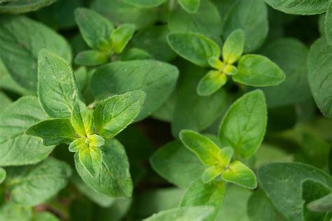 16 Herbs That Grow Indoors All Year