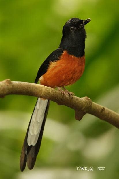 Gambar Burung Murai Batu Gambar Burung Hiaspiaraankicau