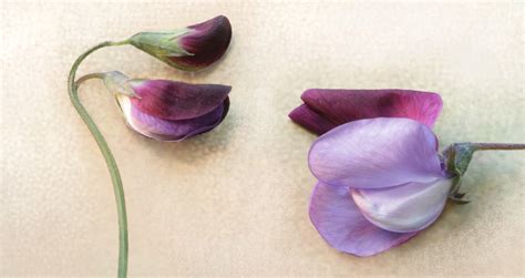 B l ü t e n t r ä u m e Duftende Platterbse Lathyrus odoratus