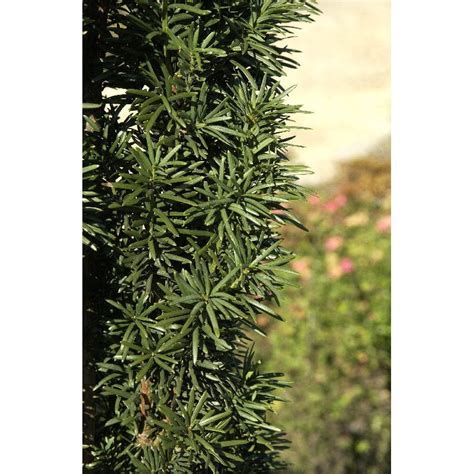 Taxus Baccata Fastigiata Robusta S Uleneibe Auf Pflanzen Shop Ch