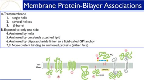 Cell Bio Topic Membrane Proteins Flashcards Quizlet