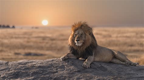 Serengeti nin kralı Bob Junior rakiplerine yenik düştü