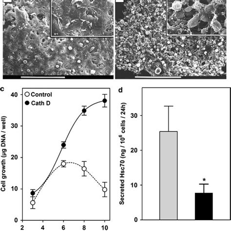 Identification Of The 70 KDa Protein As Heat Shock Cognate 70 Protein