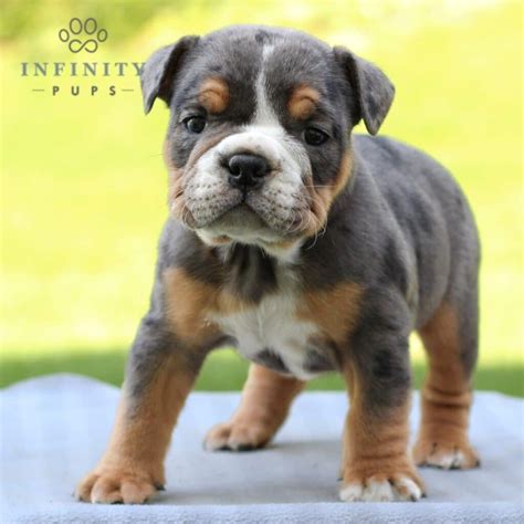 Hector - AKC • English Bulldog • Infinity Pups