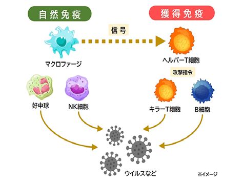 免疫とは？どうして免疫と腸が関係するの？