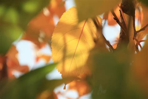 Kostenlose Foto Baum Ast Licht Pflanze Himmel Sonnenlicht Blatt