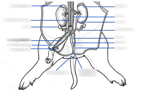 Biology Lab Pig Dissection Protocol Excretory And Reproductive