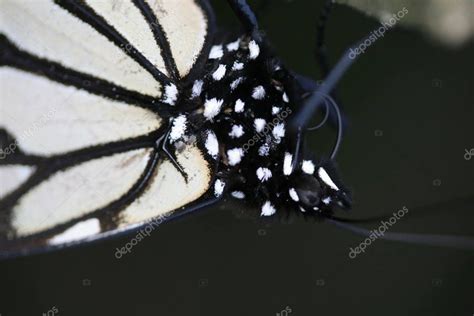 Primer Plano De La Mariposa Monarca Invernando En Un Bosque De