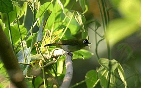 Gambar Burung Pleci Tarung Jago