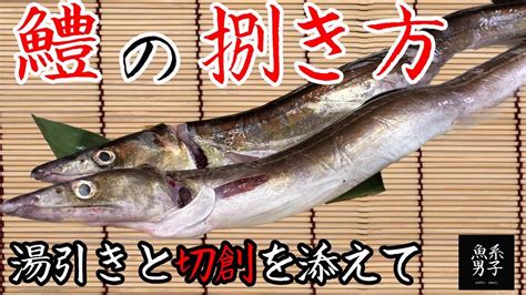 【鱧（はも）の捌き方】旬の鱧の捌き方と湯引きのやり方！てんちょーのハプニングも！？ Youtube