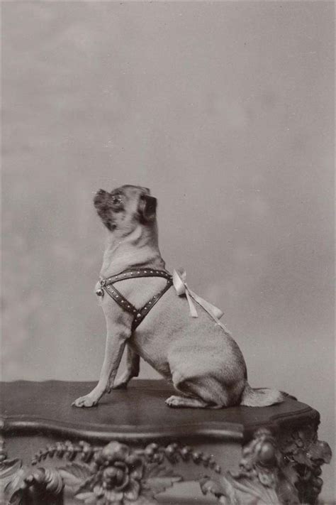 Early 1900's Pug Dog Cabinet Photo Large New Blank Note Cards | eBay ...