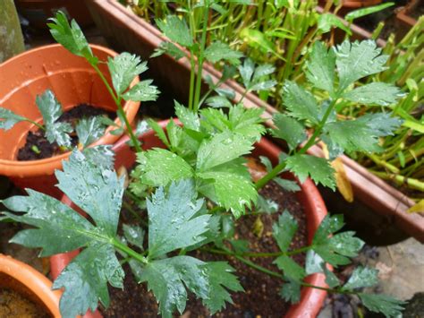 antara hobi  kebun mini daun