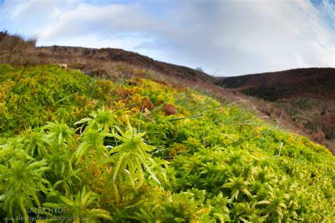 Sphagnum Moss Fisheye View Peak District Alex Hyde