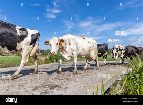 Walking And Standing Cows Hi Res Stock Photography And Images Alamy