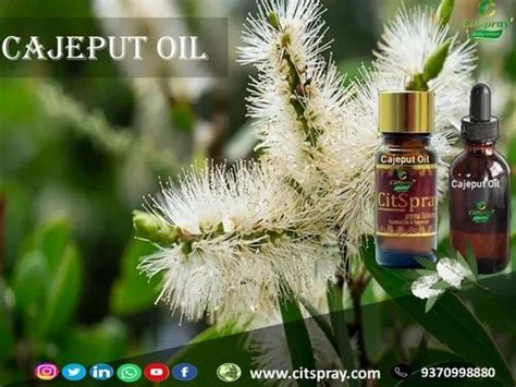 Cajeput Essential Oil Pure Packaging Size L At Rs Kg In