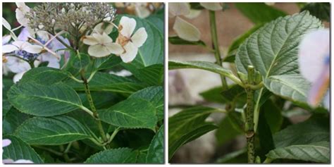 How To Prune Hydrangeas Video Tutorial ⋆ North Coast Gardening