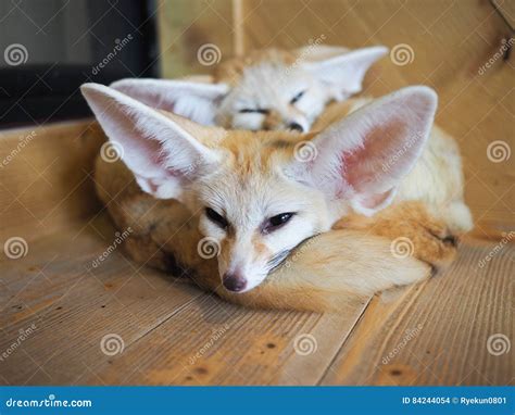 Two Fennec Foxes With Huge Ears And A Long Fluffy Tail Sleeping Under