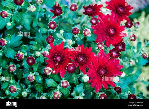 Filled Frame Top View Of Budding Mums And Mum Flowers Abstraction