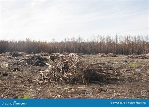 Young Trees Burned Down In A Forest Fire Stock Photo Image Of Danger