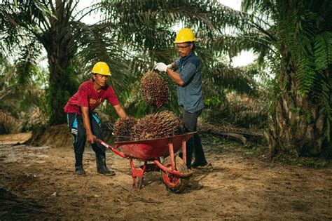 Lowongan Kerja Kelapa Sawit Purwokerto Cv Karya Putra Benua