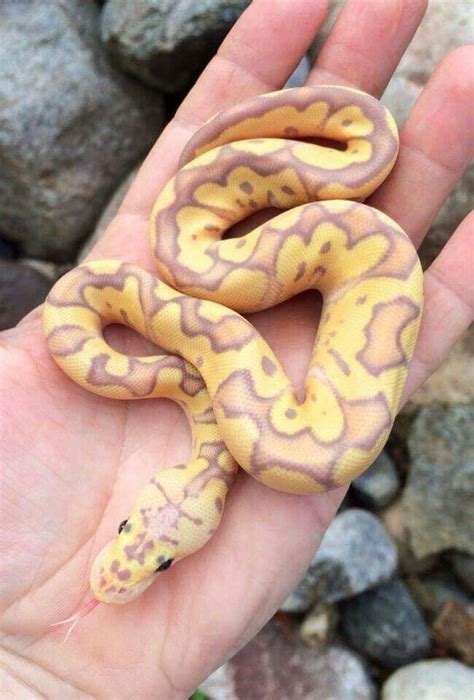 Pretty Little Ball Pet Snake Ball Python Morphs Ball Python