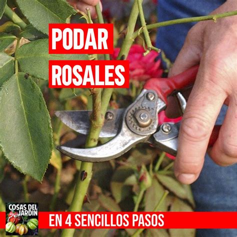 Cómo y Cuándo Podar los Rosales Paso a Paso Cosas del Jardin Poda