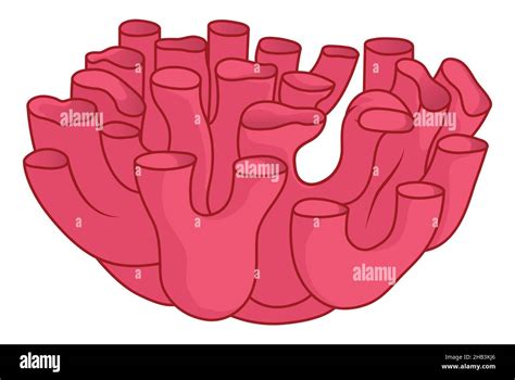 Smooth endoplasmic reticulum Cut Out Stock Images & Pictures - Alamy