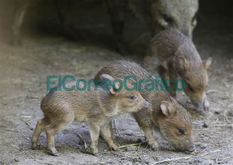 Nacieron tres ejemplares de pecarí de collar en el Bioparque La Plata