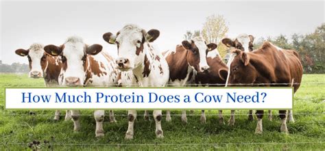 How Much Protein Does a Cow Need?