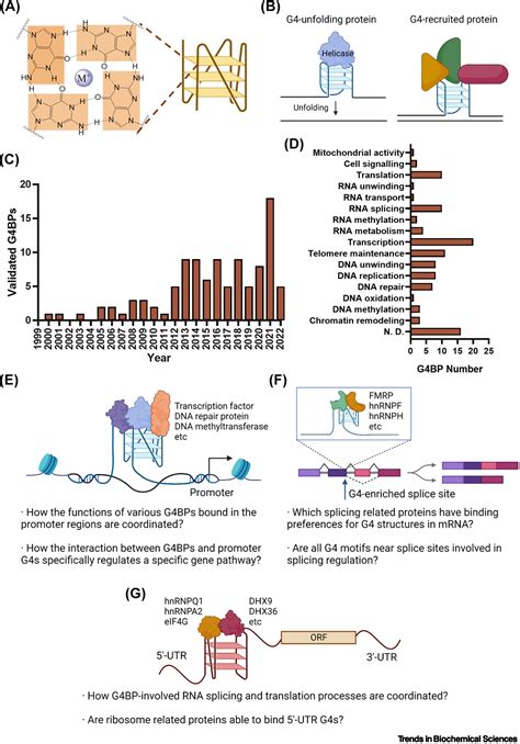 Advances And Challenges In Identifying And Characterizing G Quadruplex