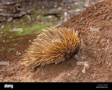 Kangaroo Island Echidna High Resolution Stock Photography and Images ...